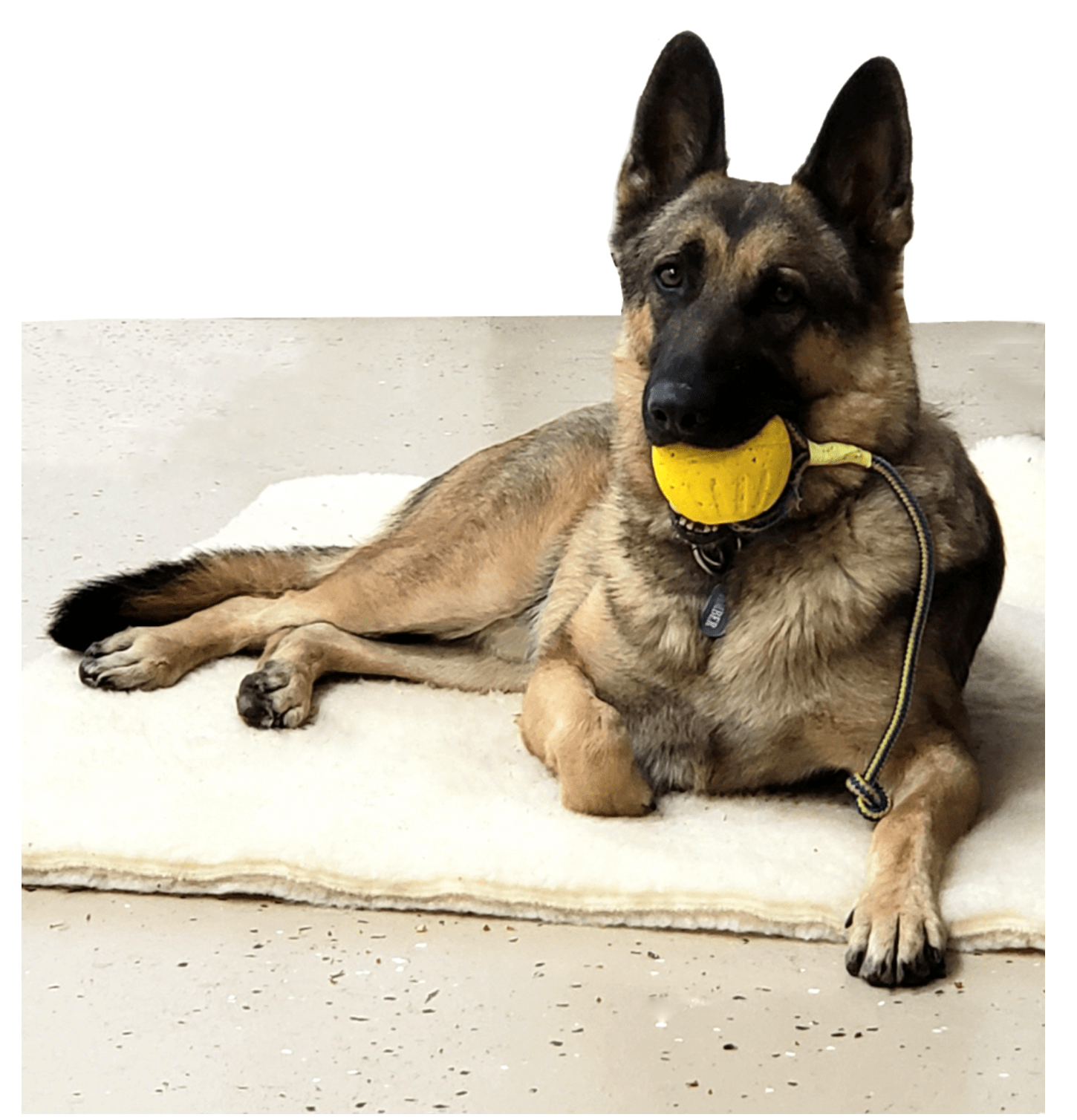 High Quality Tug Toy for Puppies and Dog Very Durable pets-park-pk