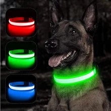 LED Puppy Collar pets-park-pk
