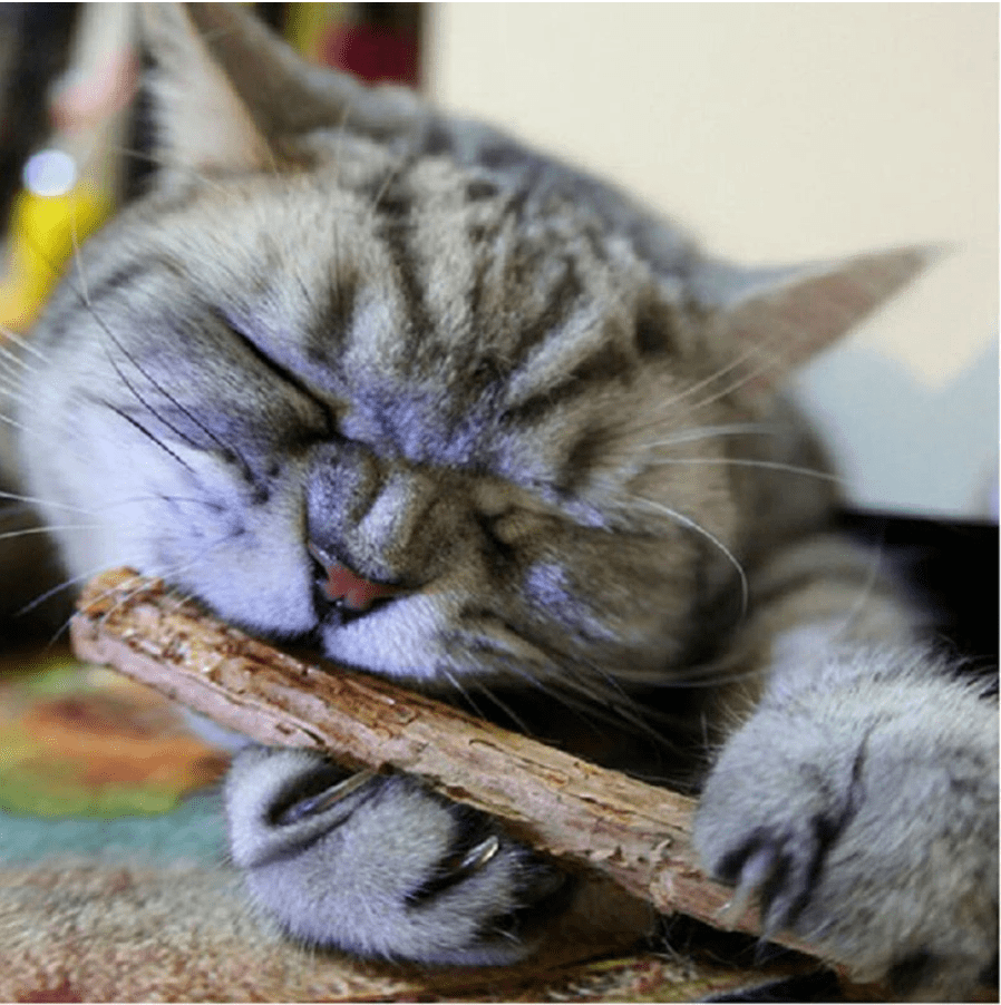 Nip Stick Best for Cat Dental Health pets-park-pk