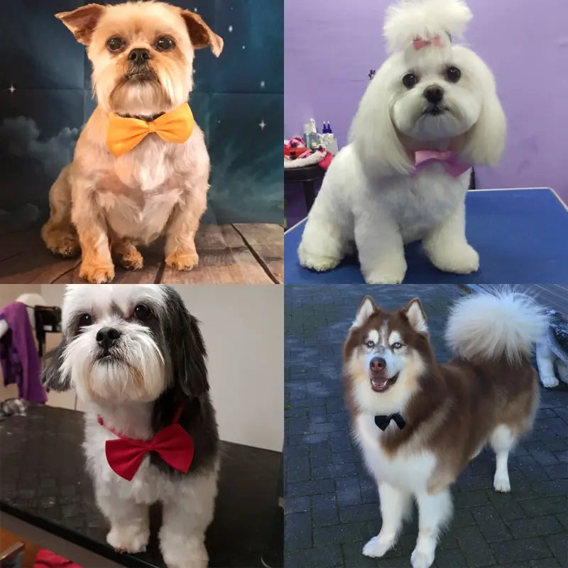 Bows for Cats and Small Puppies/Dogs pets-park-pk