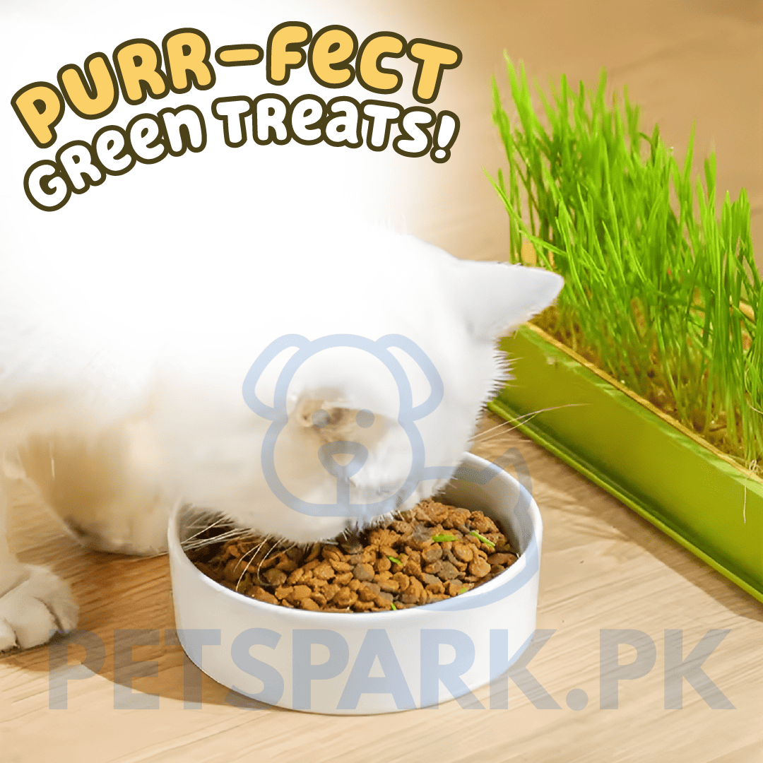 Cat Grass Growing Kit With Free Seeds pets-park-pk