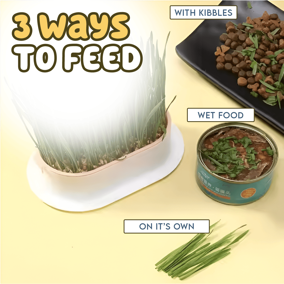 Cat Grass Growing Kit With Free Seeds pets-park-pk