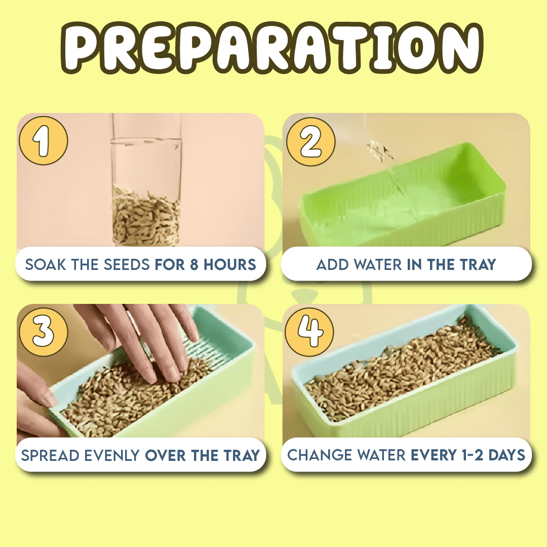 Cat Grass Growing Kit With Free Seeds pets-park-pk