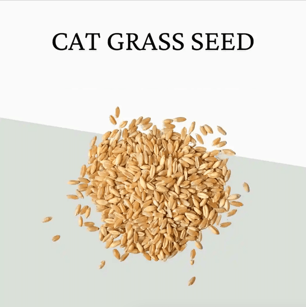 Extra Seeds pets-park-pk