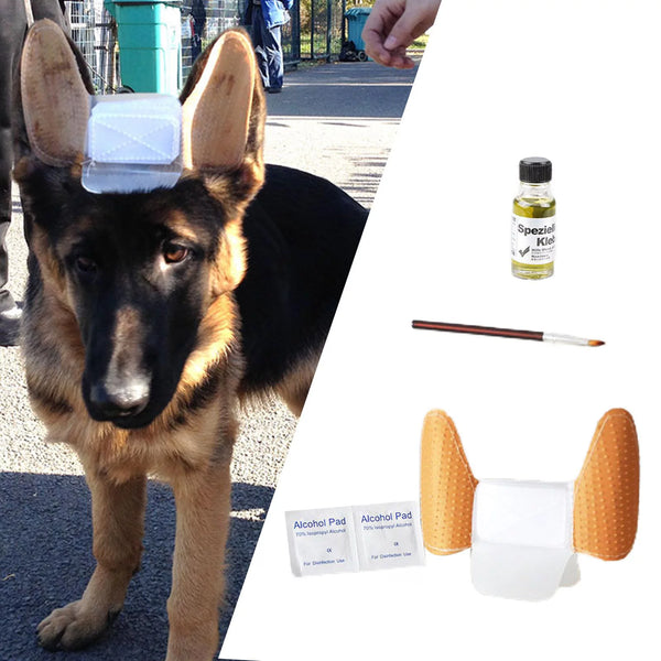 GSD Puppy Ear Support pets-park-pk