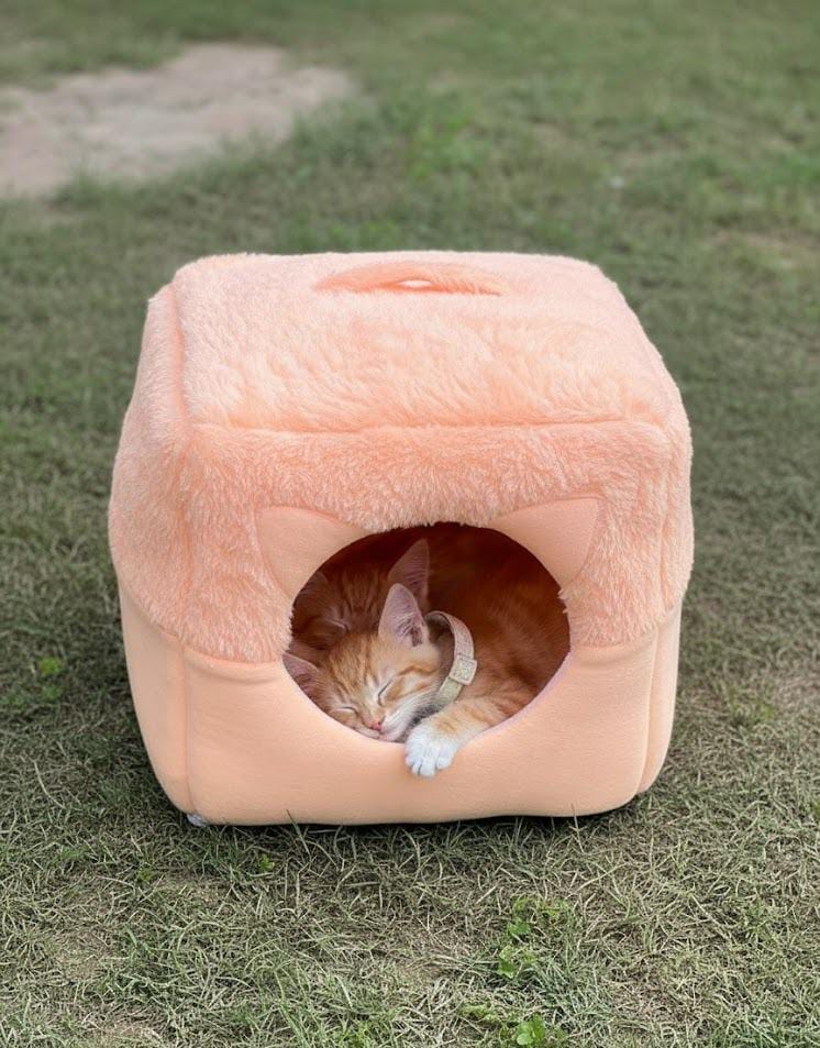 House in a Bed House Cum Bed pets-park-pk