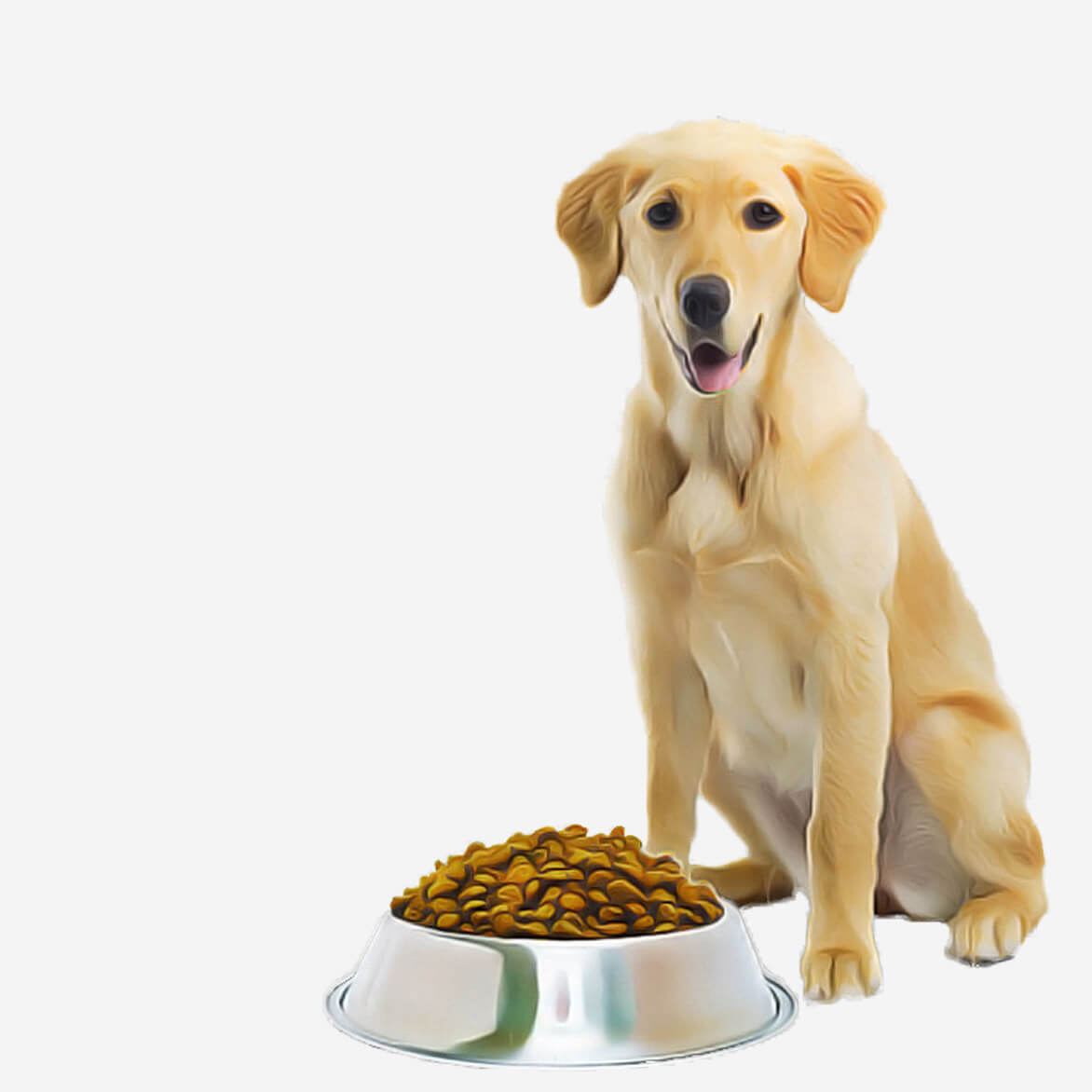 K9 Adult Dog Food – 5 KG pets-park-pk