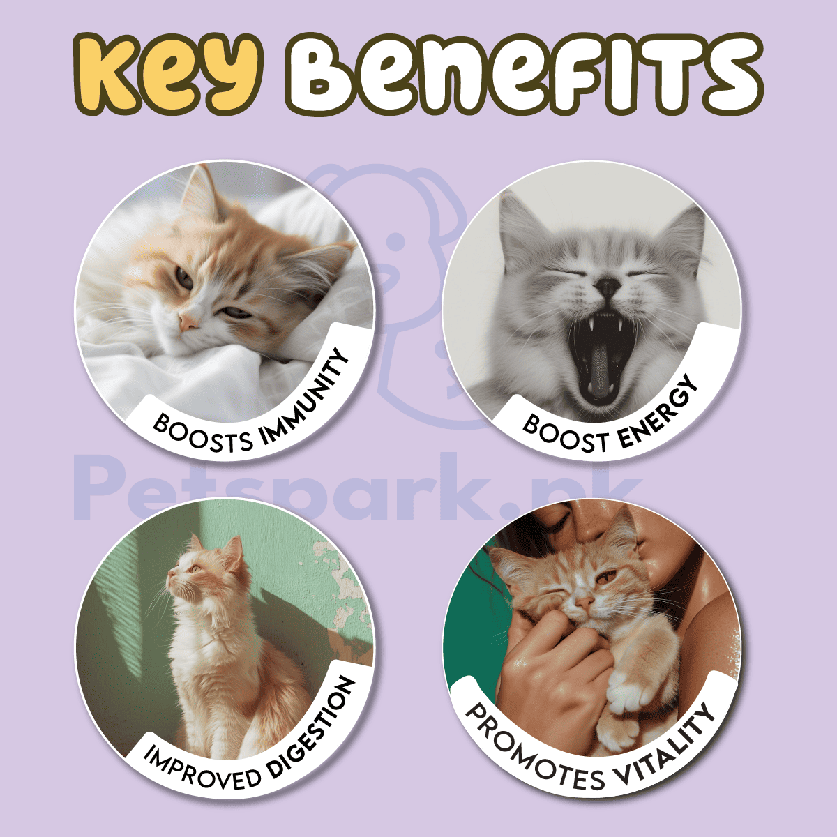 Pawfect Adult Cat Food 1.2 Kg - 1 Year and Above. pets-park-pk