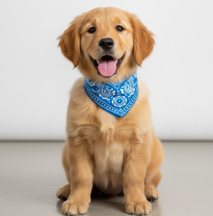 Pet Bandana collar pets-park-pk