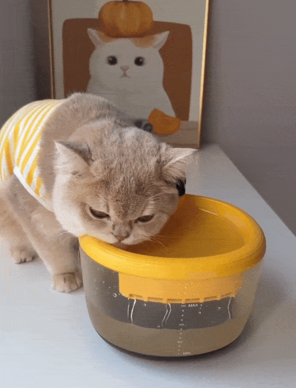 Smart Wireless Bee Fountain for Pets with Motion Sensor Pets Park PK