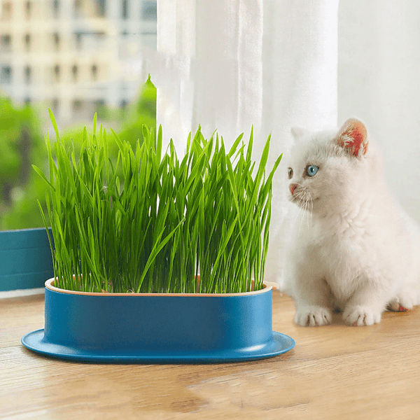 Cabilock Practical Cat Plant Convenient Planting Box Household Cat Grass Box Nursery Cat Plant pets-park-pk