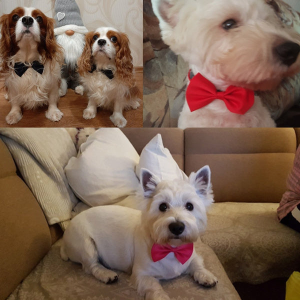 Cat/Dog Bow TIe * 1 pets-park-pk
