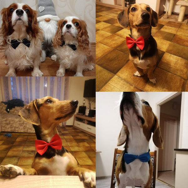 Cat/Dog Bow TIe * 1 pets-park-pk