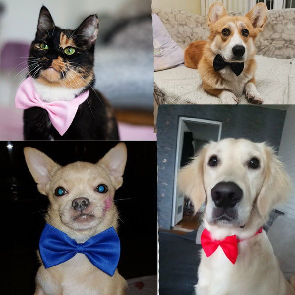 Cat/Dog Bow TIe * 1 pets-park-pk