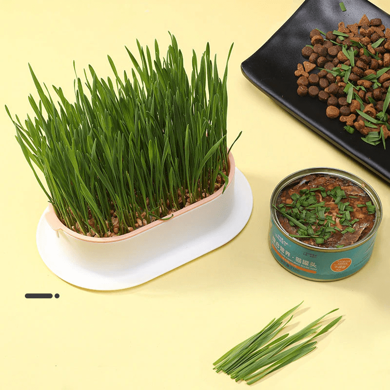 Cabilock Practical Cat Plant Convenient Planting Box Household Cat Grass Box Nursery Cat Plant pets-park-pk