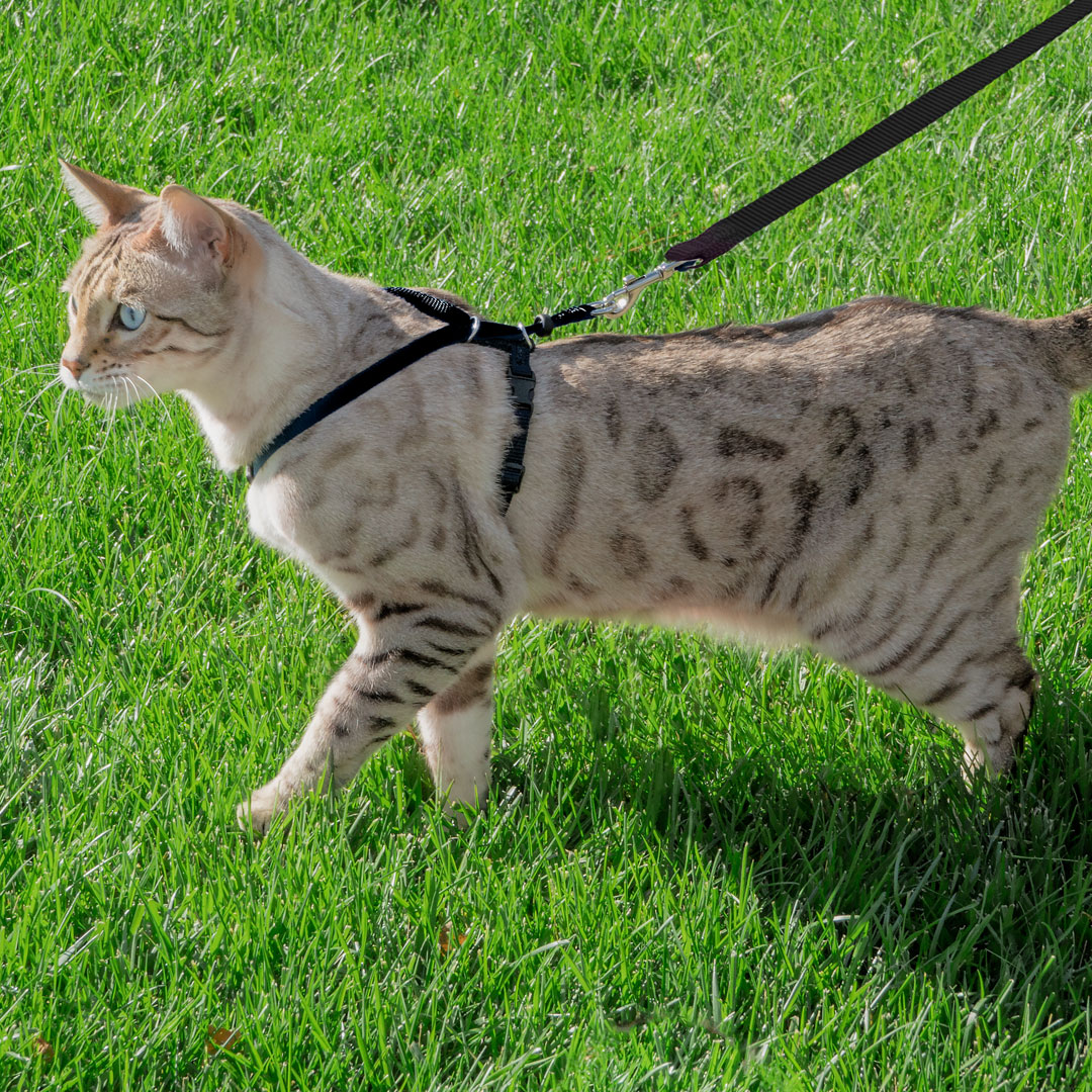 Cat Harness Cat Leash pets-park-pk