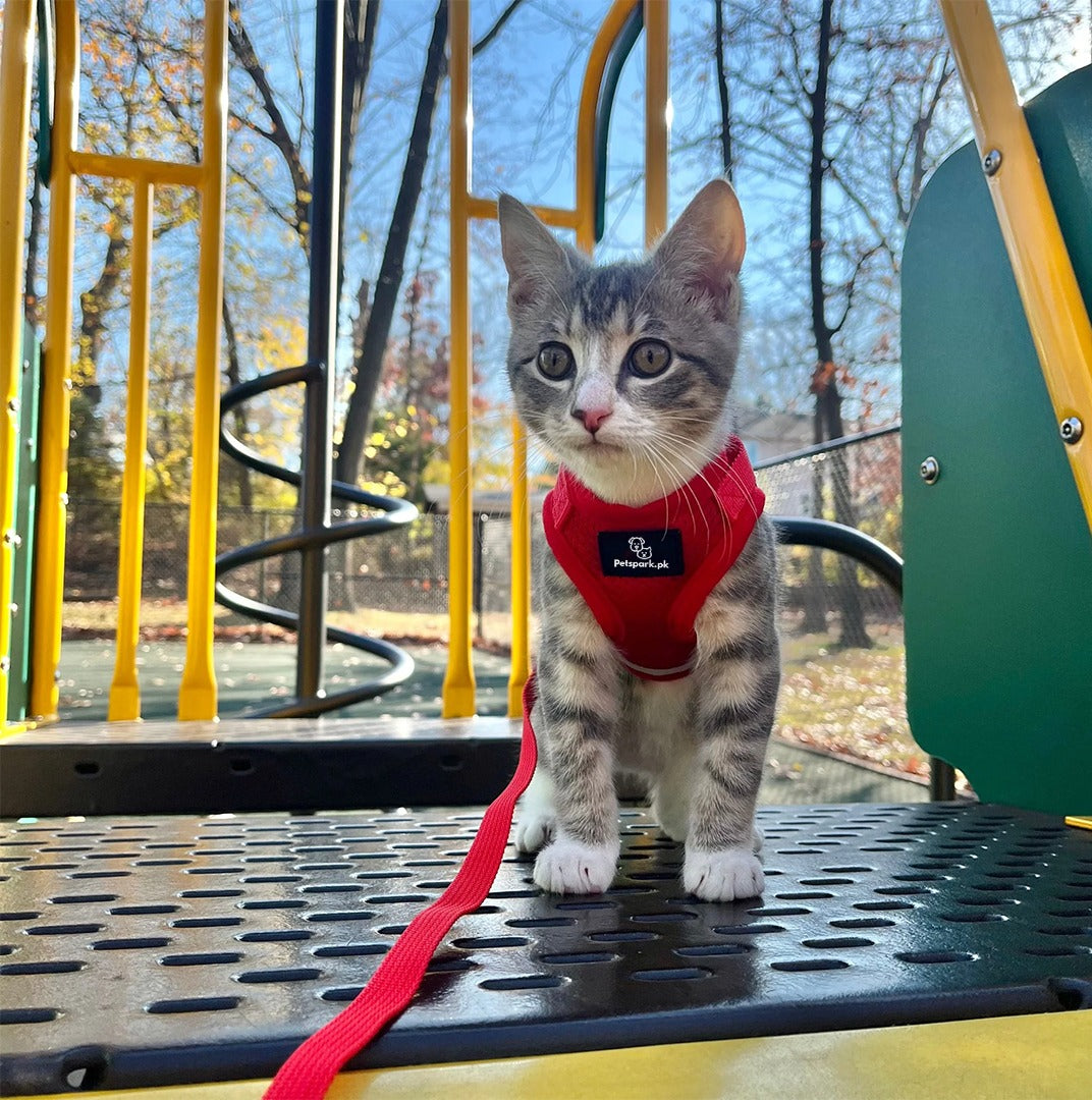 Cat Jacket Harness pets-park-pk