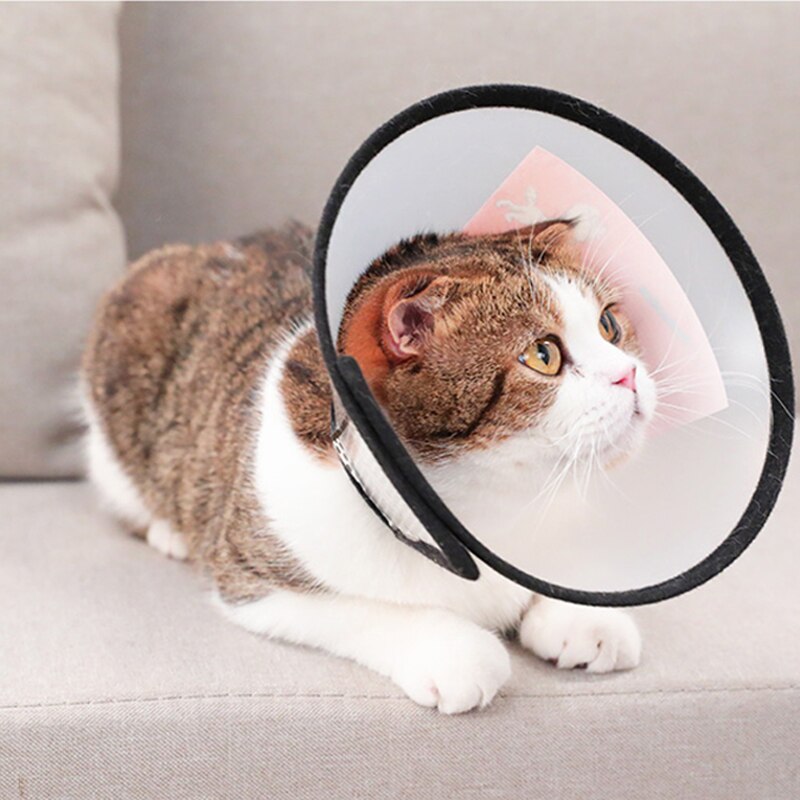 Elizabethan Collar / E-Collar for Cats and Dogs pets-park-pk