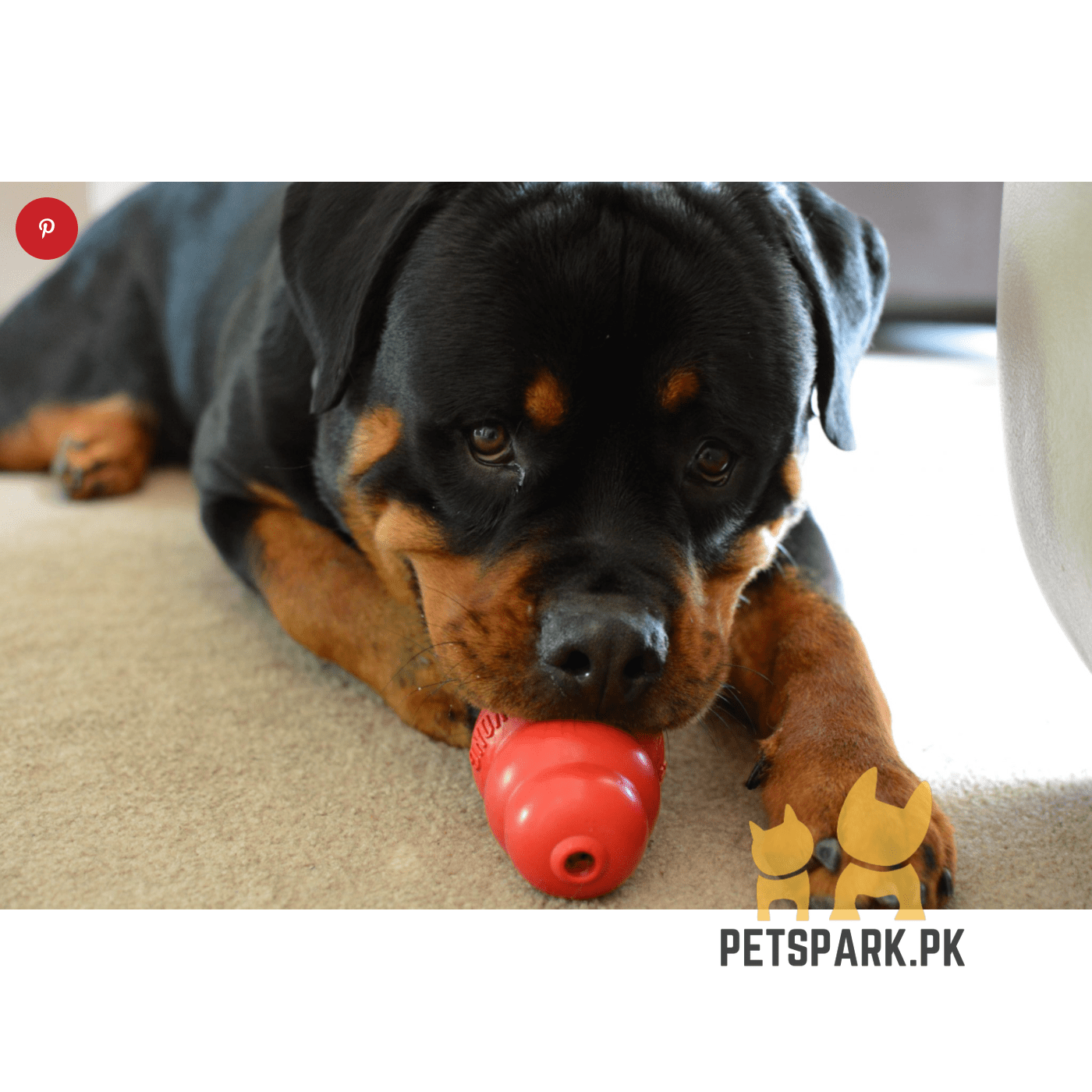 KONG Puppy Natural Teething Rubber - Kong Dog Toy pets-park-pk