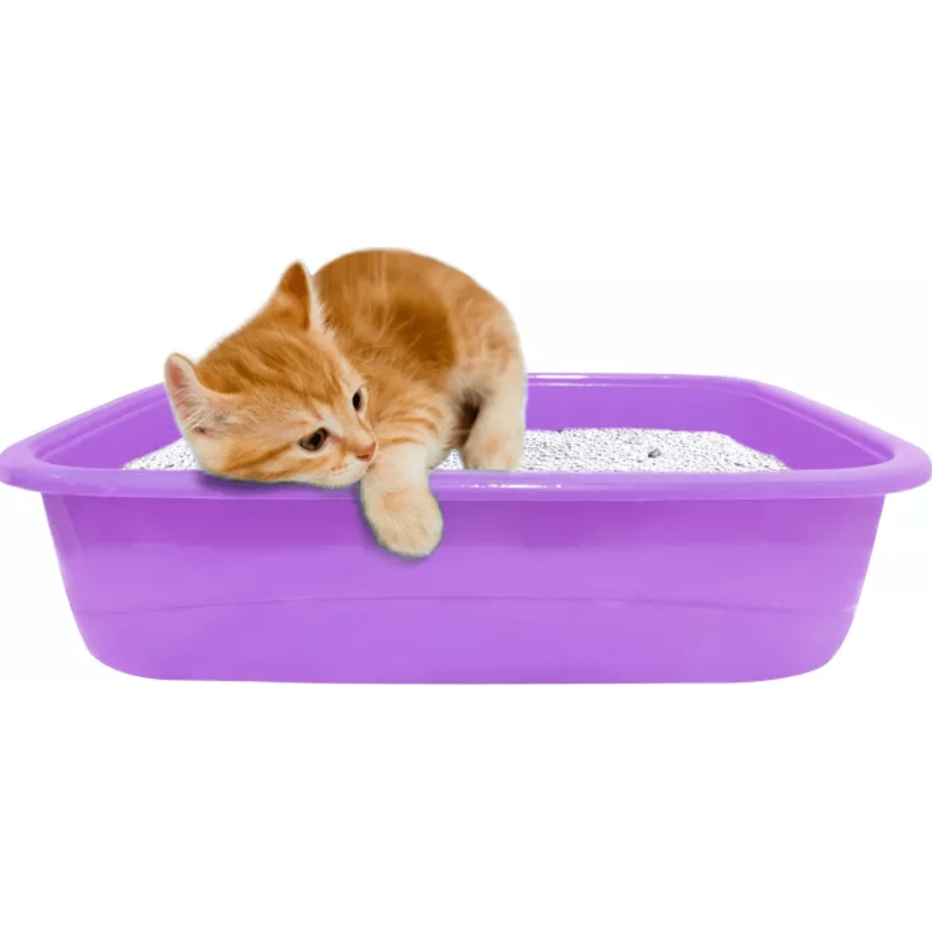 Kitten Litter Tray with Free Scoop pets-park-pk