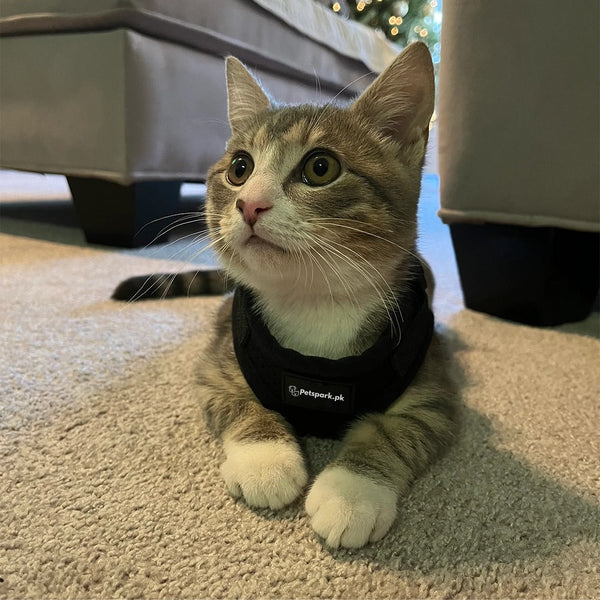 Cat Jacket Harness pets-park-pk