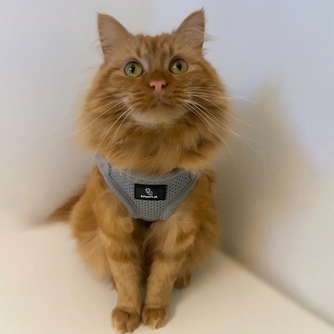 Cat Jacket Harness pets-park-pk